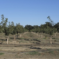 Food trends boost pistachio market as production rises