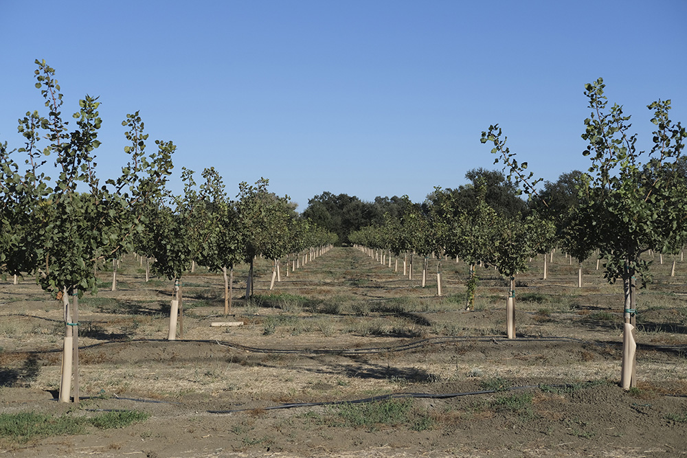 Food trends boost pistachio market as production rises