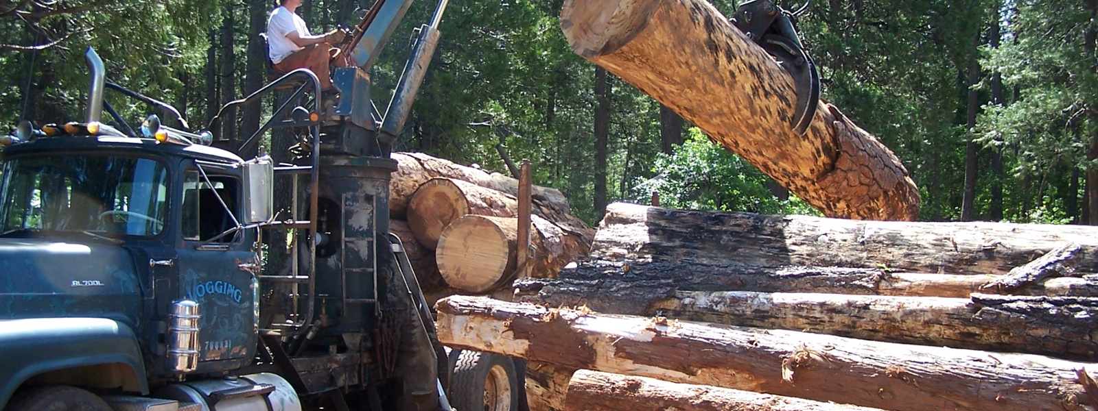 Timber producers expecting stronger demand for lumber