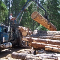 Timber producers expecting stronger demand for lumber
