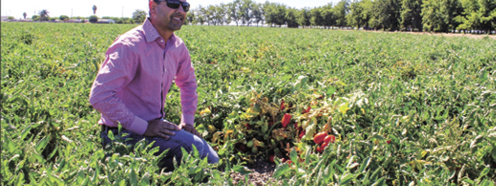 Learning to grow tomatoes all over again