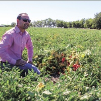 Learning to grow tomatoes all over again