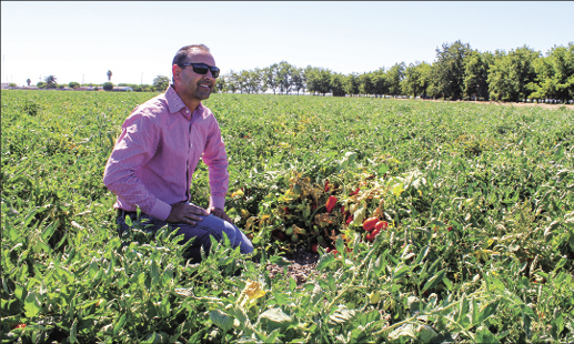 Learning to grow tomatoes all over again