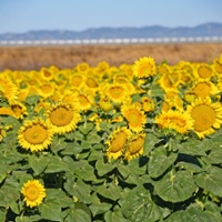 War, water affect state plantings of sunflower crop