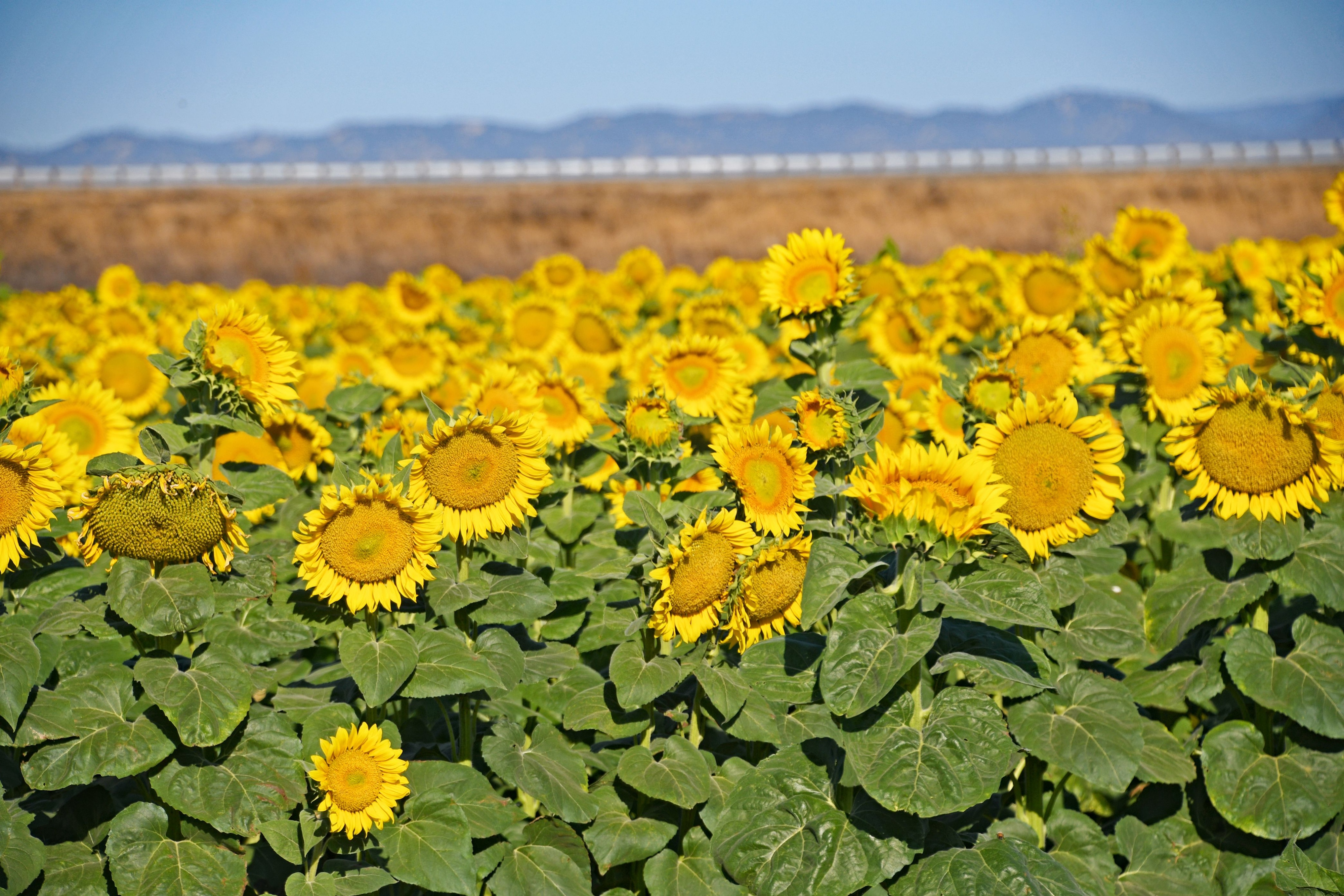 War, water affect state plantings of sunflower crop