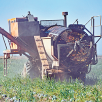 Farmers worry as seed firms scale back production