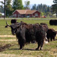 'Shaggy mountain cows' prized for meat, other uses