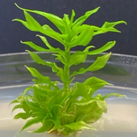 Gene editing behind two new self-pollinating Nonpareils 