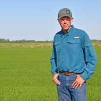 Rice farmers put dry-seeding techniques to the test