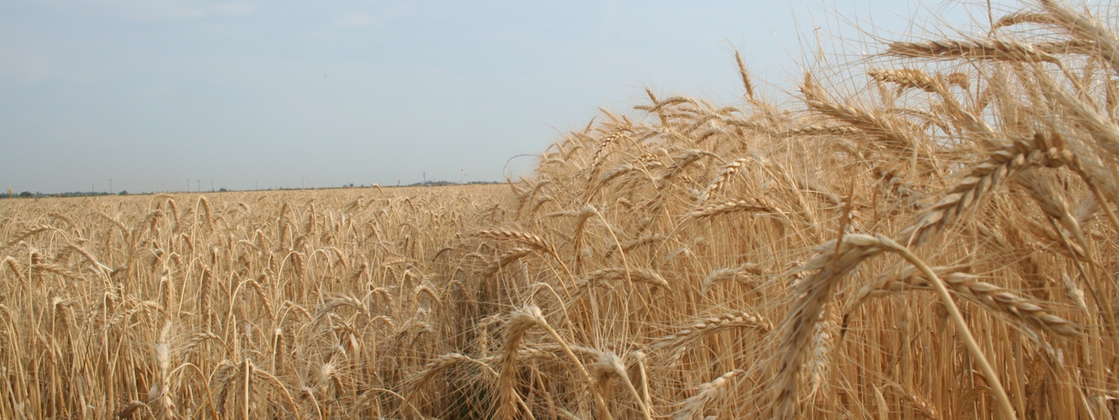 Farmers see impacts of wet winter in state wheat yields