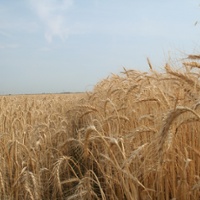 Farmers see impacts of wet winter in state wheat yields