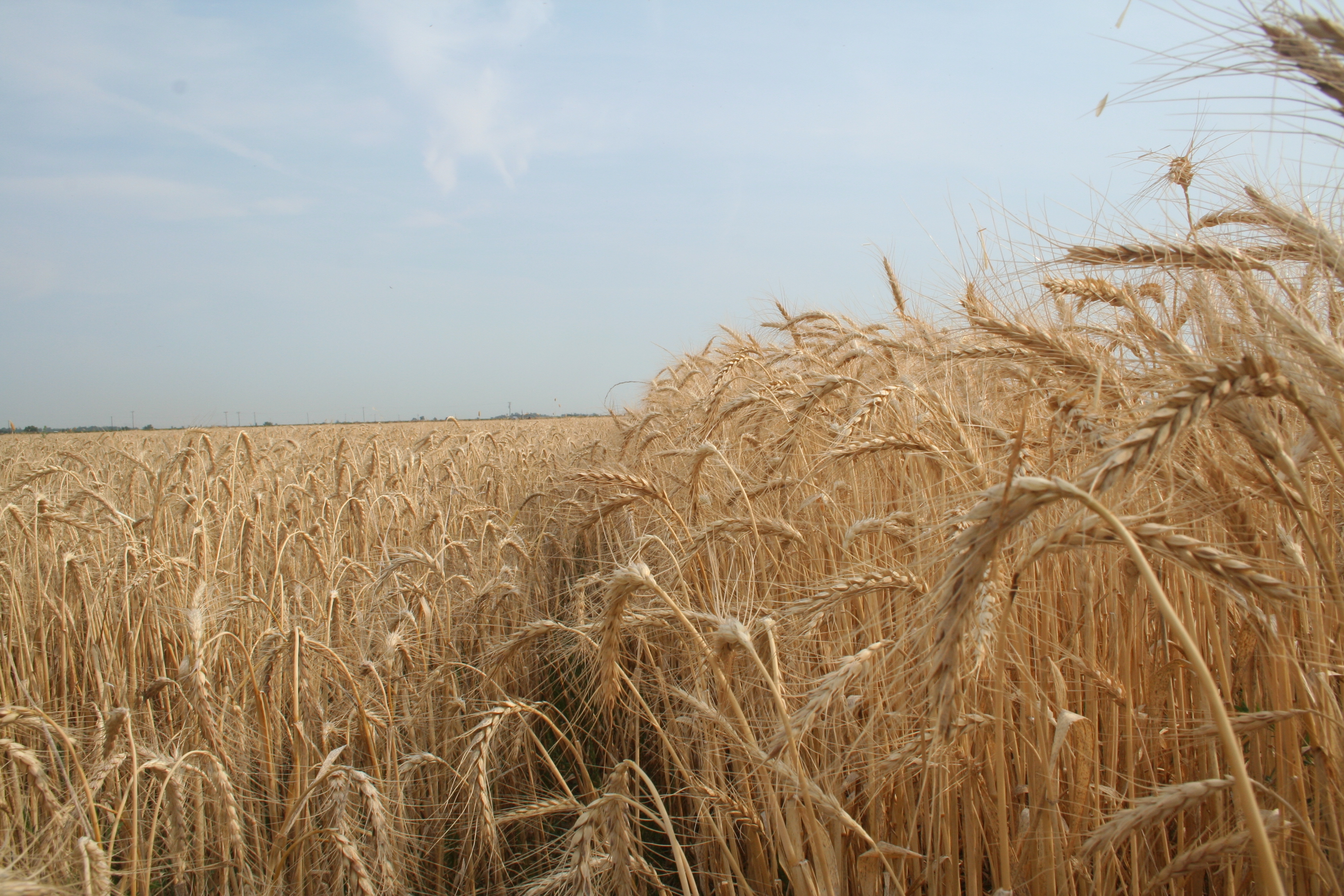 Farmers see impacts of wet winter in state wheat yields