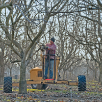Borer insect's appetite grows, damaging older trees