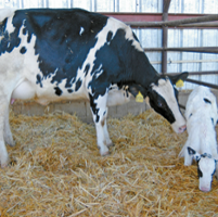 Vigilance key to protecting dairy calves from scours