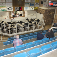 Stockyards size impact of bird flu testing