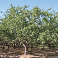 Orchard growers get help in efficient herbicide use
