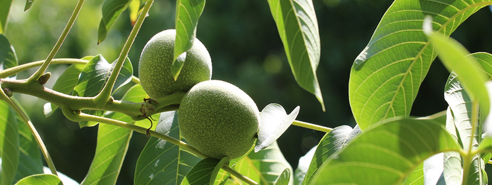 Ask Your PCA: When and how&nbsp;should Ethephon be applied in walnuts?