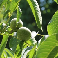 Ask Your PCA: When and how should Ethephon be applied in walnuts?
