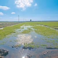 Floodwaters on farms help boost aquifers