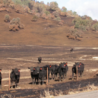 Pass program, training aim to safeguard livestock