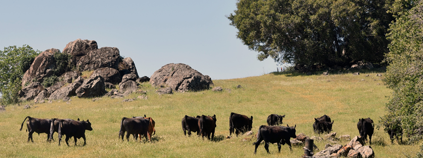 Foothill center offers vital grounds for cattle studies