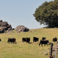Foothill center offers vital grounds for cattle studies