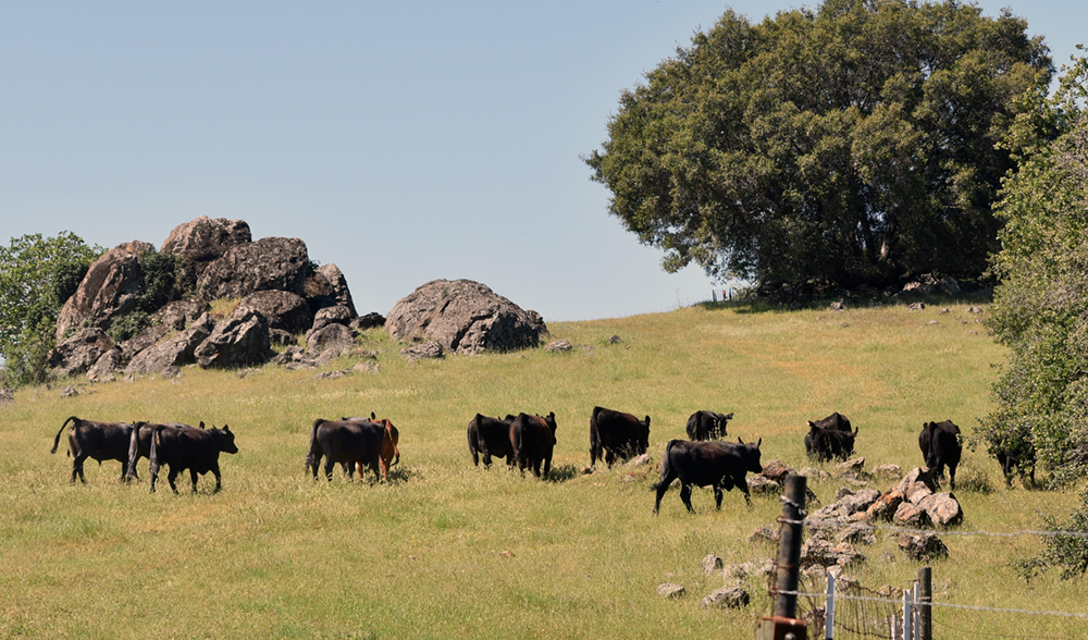 Foothill center offers vital grounds for cattle studies