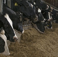 Nationwide News: Steps to stay ahead of fire hazards on your dairy farm