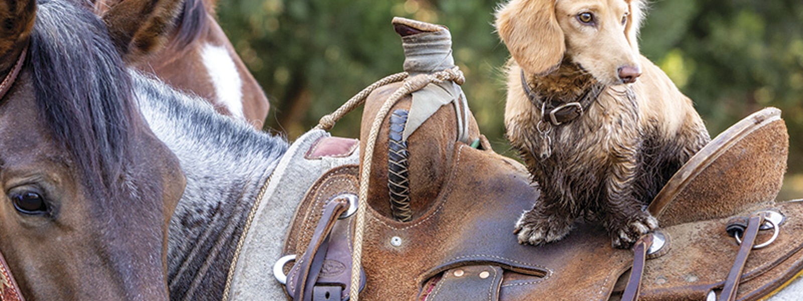 Paws with purpose: California's top farm dogs