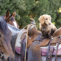 Paws with purpose: California's top farm dogs