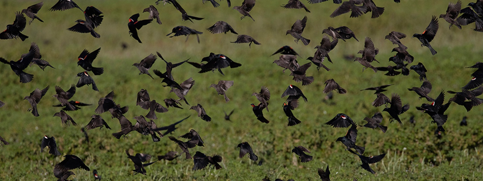 Delaying harvest has helped blackbird populations
