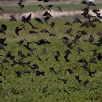 Delaying harvest has helped blackbird populations