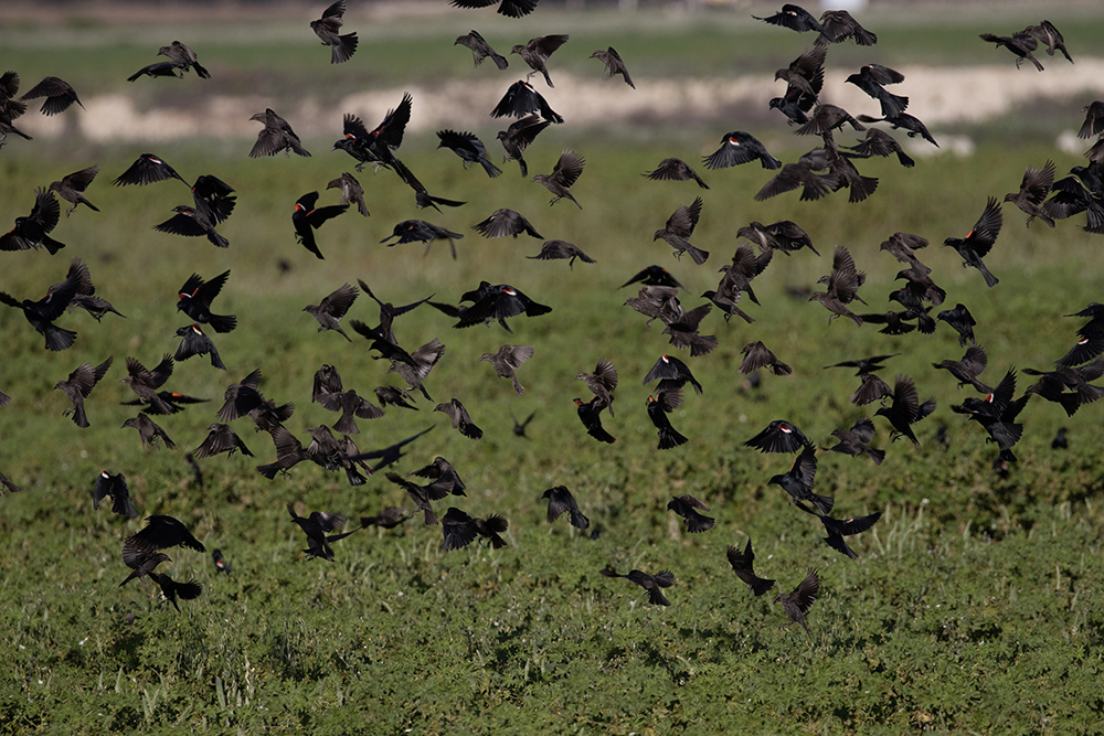 Delaying harvest has helped blackbird populations