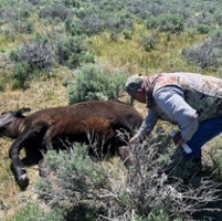 Balance needed to protect livestock, pets and people