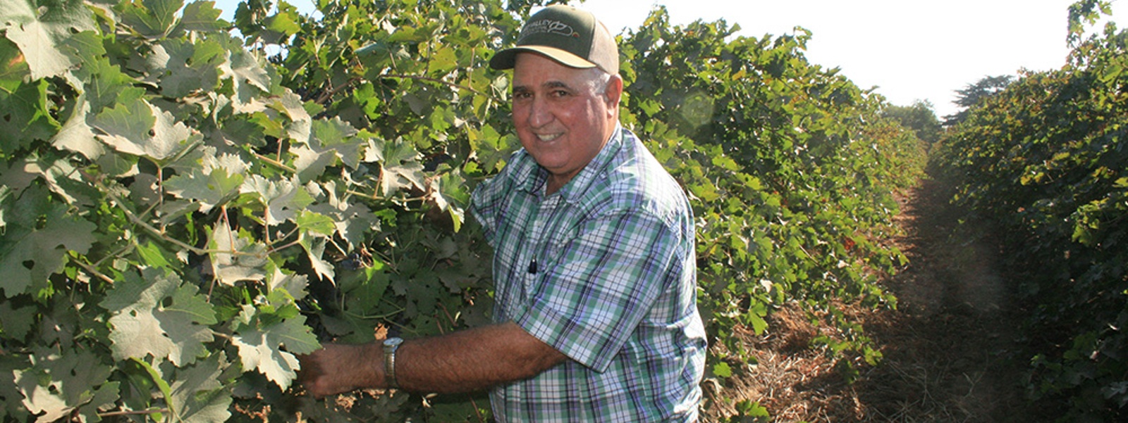 From the Fields: Joe Valente, San Joaquin County winegrape grower