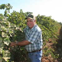 From the Fields: Joe Valente, San Joaquin County winegrape grower