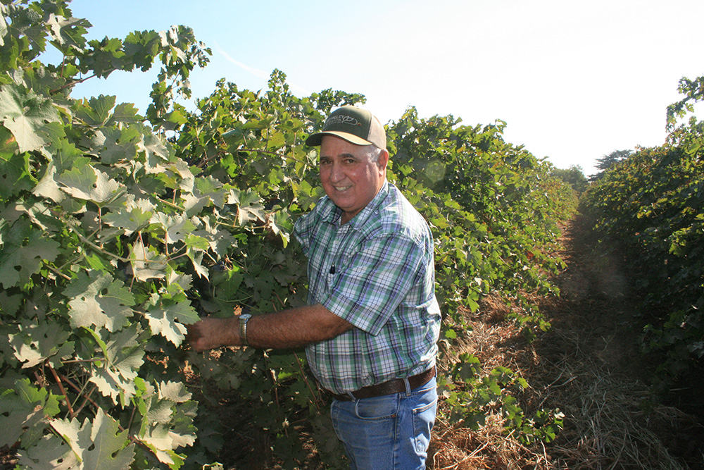 From the Fields: Joe Valente, San Joaquin County winegrape grower