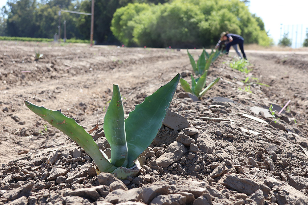 Investigadores estudian el potencial del cultivo de agave