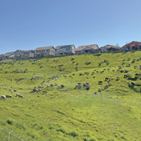 Sheep grazing clears weeds, lowers wildfire dangers