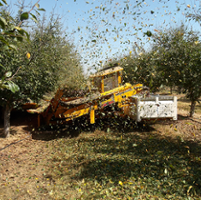 Prune yields are boom or bust for different orchards