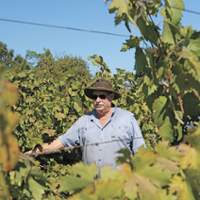 'Brutal' wine market leaves farms in peril