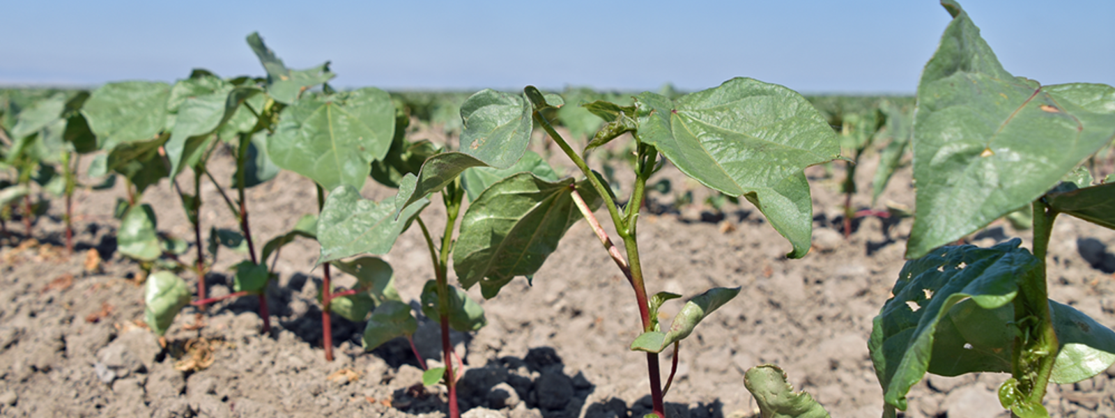 Cotton makes a comeback as tomato acreage decreases