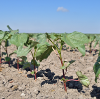 Cotton makes a comeback as tomato acreage decreases