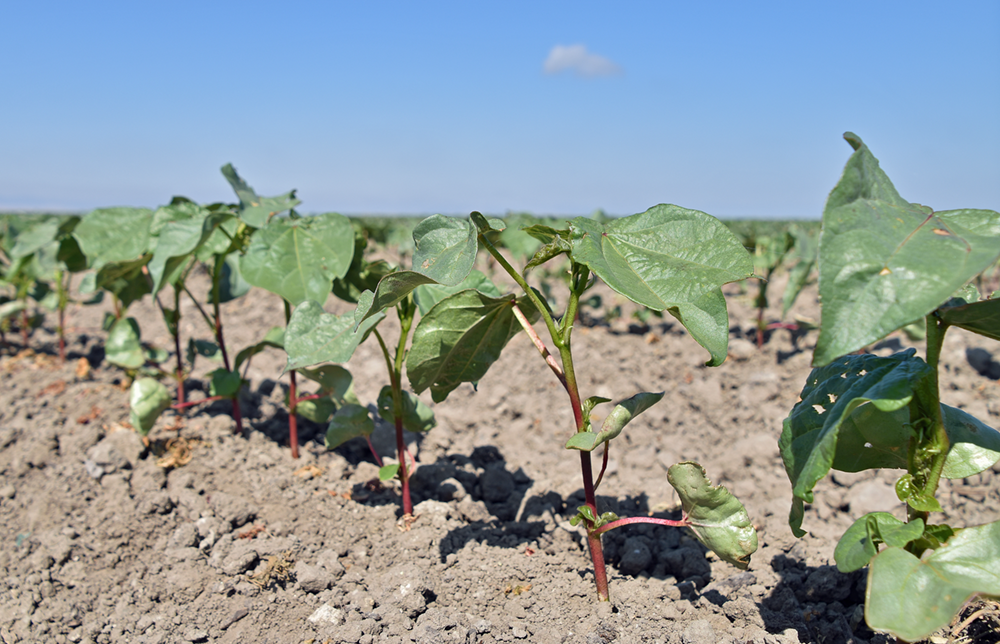 Cotton makes a comeback as tomato acreage decreases