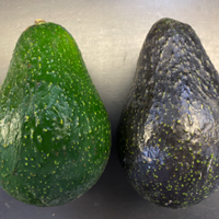 New UC avocado to allow for easier, safer harvesting