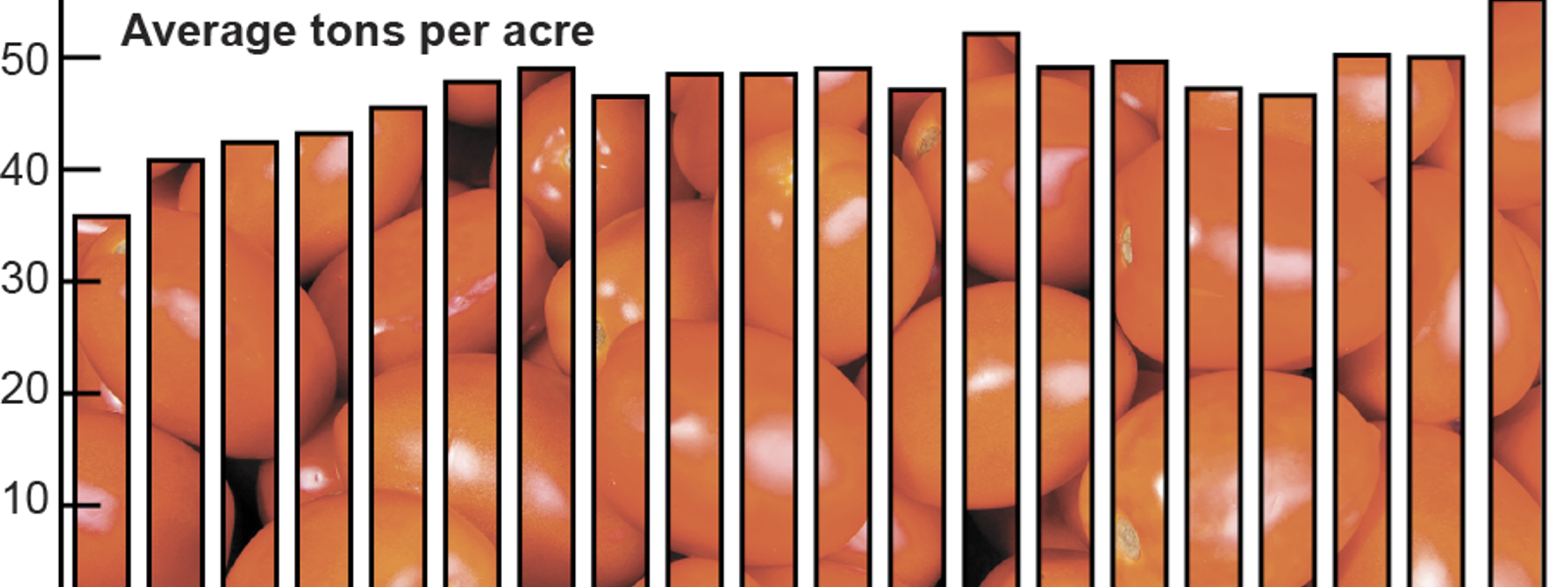 Tomato yields up as canneries try to reduce inventory