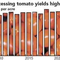 Tomato yields up as canneries try to reduce inventory