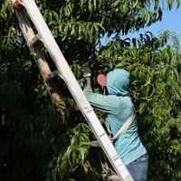 Farmworkers set fear aside to pick California bounty