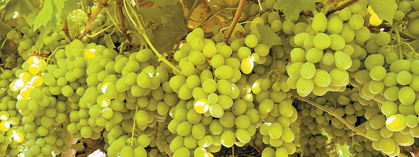 Storm devastates table grape crops at peak of harvest