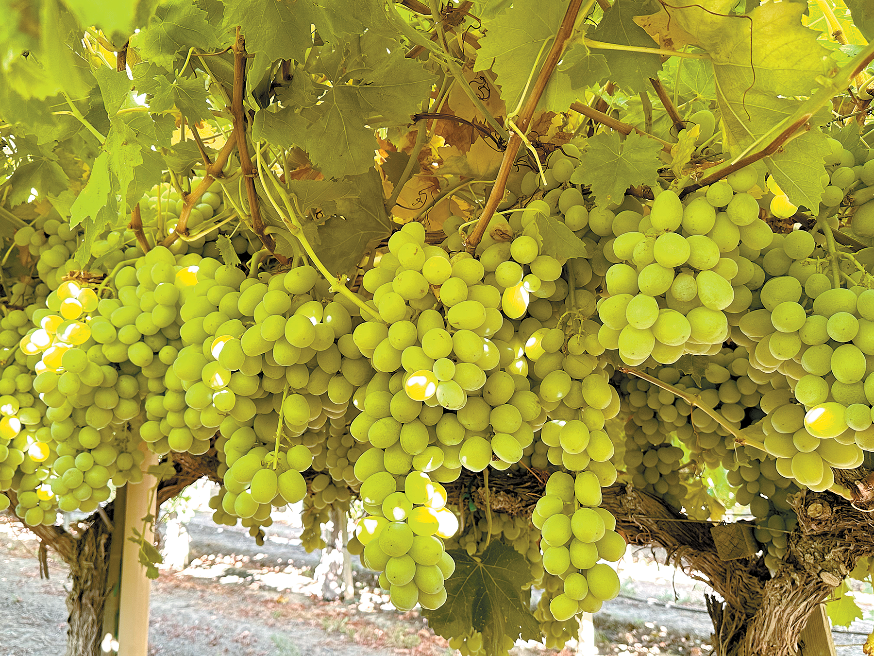 Storm devastates table grape crops at peak of harvest
